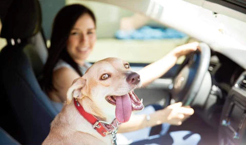 Does your dog have a seatbelt on? If not, you could be breaking the law - Dog Safety