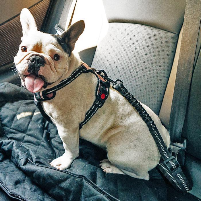 Doggy Seat Belt - Dog Safety