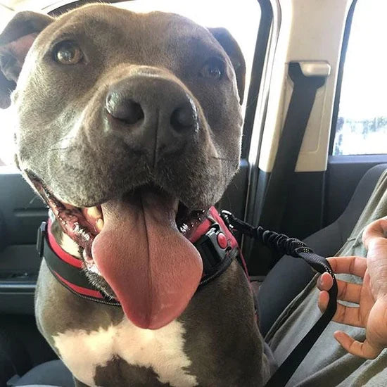 We're Giving Away 10,000 Free Pet Seat Belts To Save Dogs' Lives