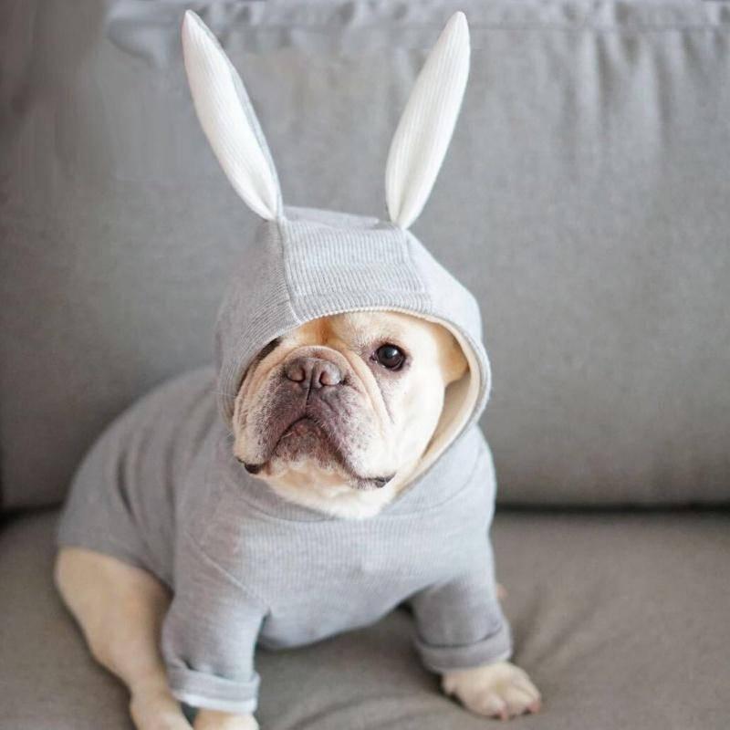 Sweater Hoodie with Bunny Ears - Dog Safety
