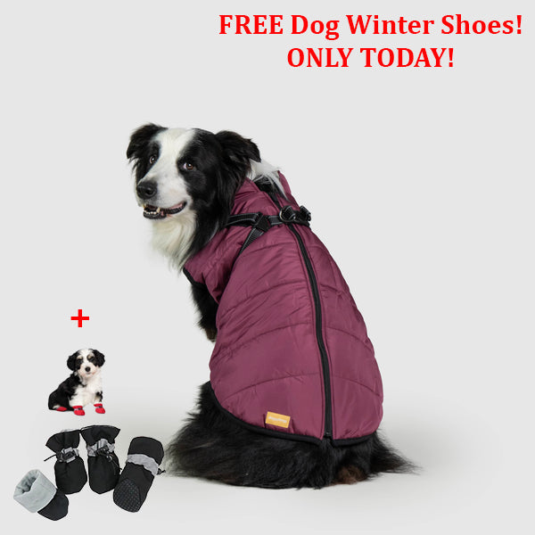 SafePet™ 3 in 1 Jacket + FREE Shoes