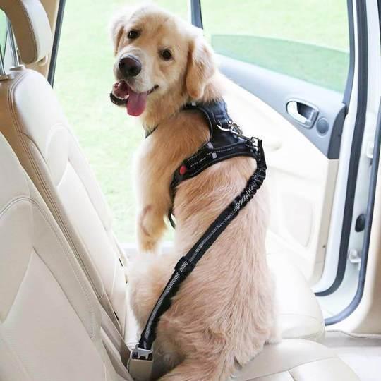Doggy Seat Belt - Dog Safety