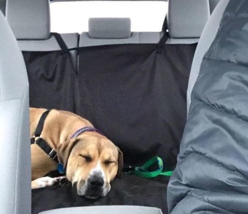 David & Azacme K. customer review of SafePet Seat Belt
