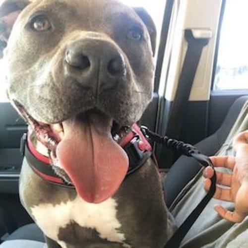 Happy American Pitbull buckled in truck passenger seat