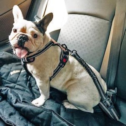 French Bulldog sitting safely on back seat hammock