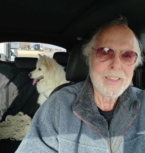 Senior Samoyed road tripping safely across states