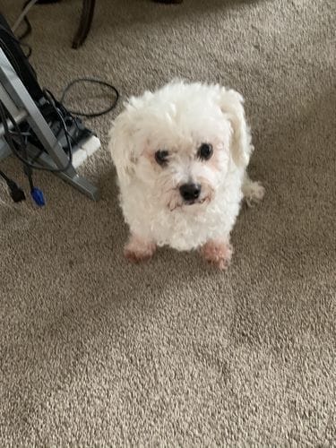 Kim P. customer review of SafePet Seat Belt