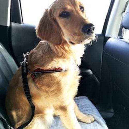 Golden Retriever buckled up safely in car back seat