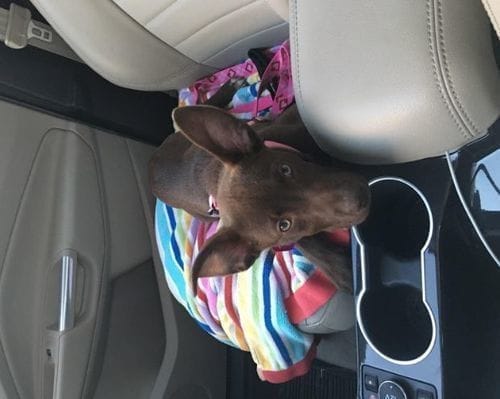 John H. customer review of SafePet Seat Belt