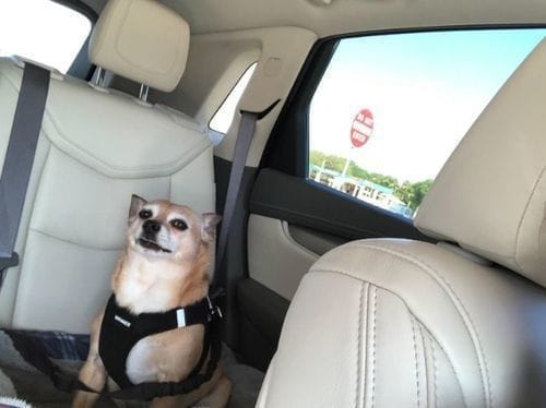 Llyon34 customer review of SafePet Seat Belt