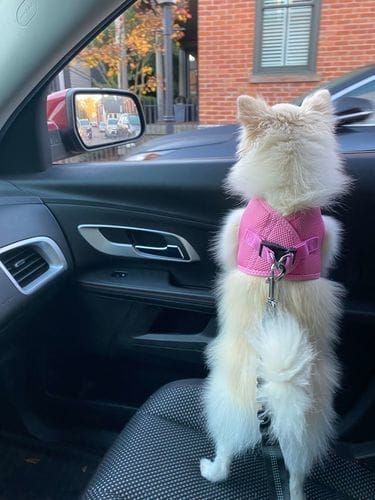 8lb Pomeranian Bella standing safely in car seat