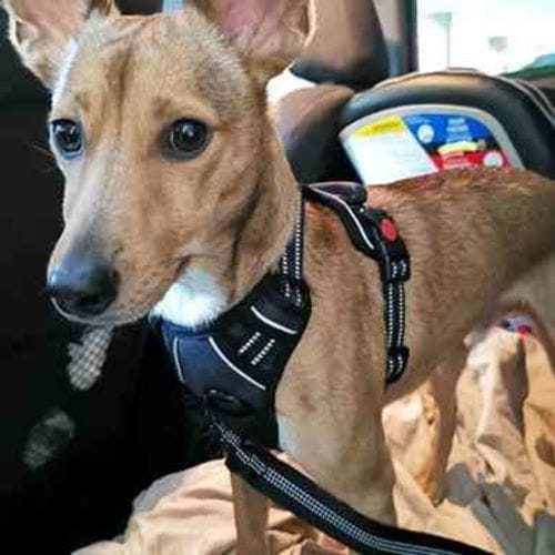 Kate D. customer review of SafePet Seat Belt