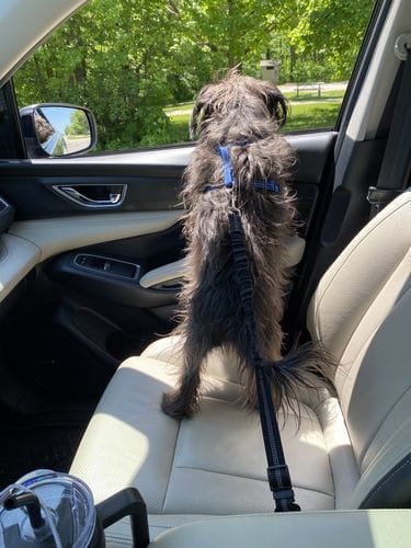 Lori L. customer review of SafePet Seat Belt