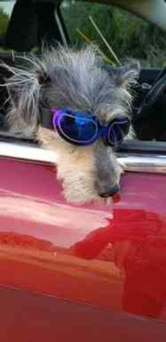 Rescue terrier wearing doggles leaning out window safely