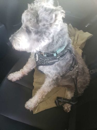 Bandit Mini Schnauzer buckled up calmly in back seat