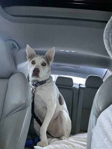 Grace L. customer review of SafePet Seat Belt