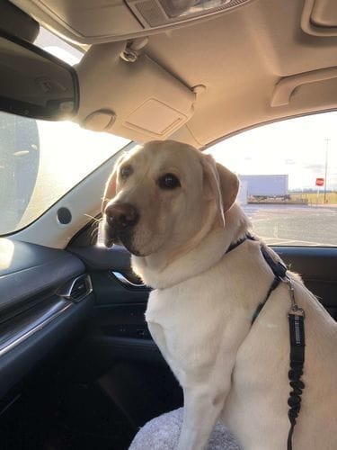Yellow Labrador Retriever riding shotgun safely with SafePet strap