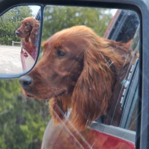 Ruby F. customer review of SafePet Seat Belt