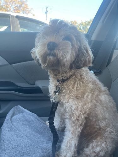 Maya H. customer review of SafePet Seat Belt