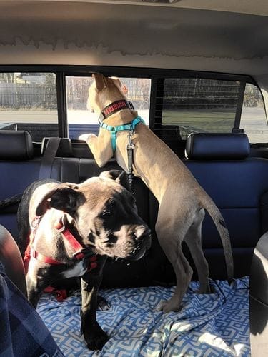 English Mastiff safely restrained in truck cab