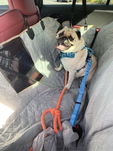 Pug smiling in car hammock buckled with blue strap