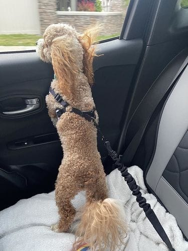 Maltipoo and Cavapoo buckled with SafePet bungee strap in car
